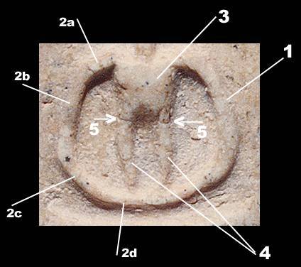 3kcarm.jpg (23484 bytes)