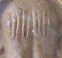enface.jpg (8291 bytes)