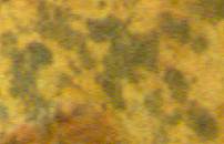 fungustain.jpg (4176 bytes)