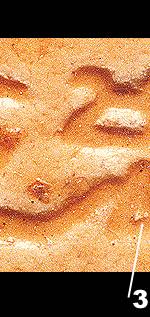 let1b.jpg (98848 bytes)