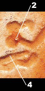 let2b.jpg (96036 bytes)