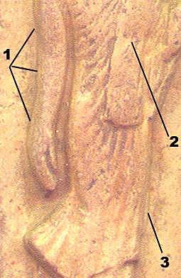 marking2b.jpg (21823 bytes)