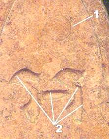 marking3c.jpg (13393 bytes)