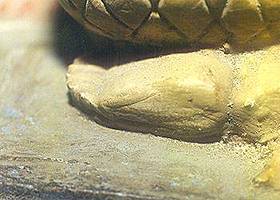 nkpb6.jpg (12931 bytes)