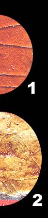 pnb1d.jpg (9078 bytes)