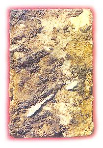 sangkhatib.jpg (22067 bytes)