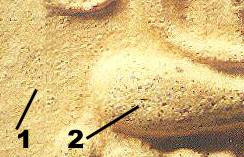 texture.jpg (11939 bytes)
