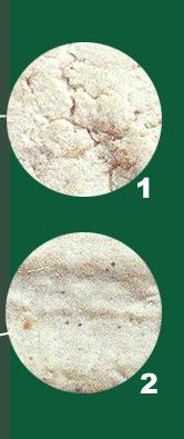 tok2c.jpg (10763 bytes)